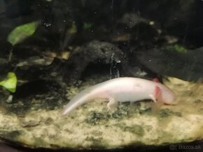 Axolotl mexický - 3