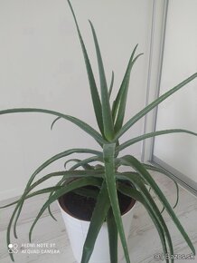 Dracena yuka 100cm vysoká - 3