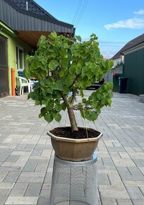 Bonsai Tilia Cordata - 3