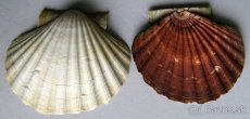 Pecten maximus - 3