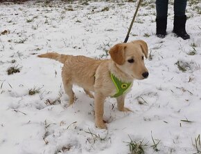 Darujem šteniatko - sučka Sandy - mini labrador / retriever - 3