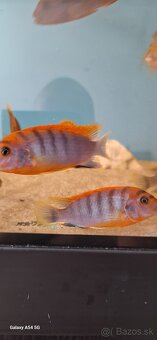 Labidochromis hongi sweden - 3