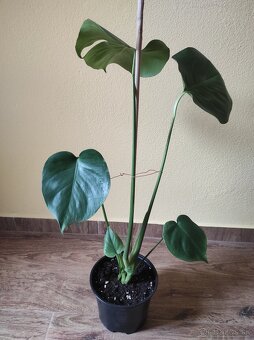 MONSTERA DELICIOSA - 3