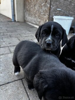 Cane Corso - 3