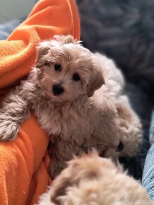 Malripoo - 3