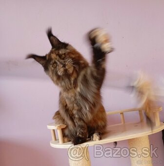 Maine Coon s PP - 3