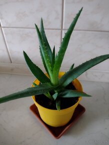 Aloe vera - 3