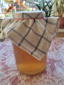 Kombucha - Čajová huba - Scoby + štartovacia báza - 3