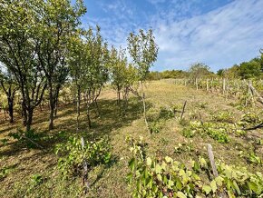 MAĎARSKO - BODVASZILAS VINNÁ PIVNICA, CHATA S POZEMKOM 1500  - 3