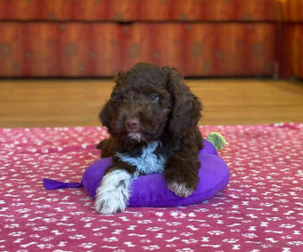 LAGOTTO ROMAGNOLO STENIATKO s PP - 3