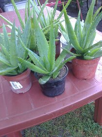 Gastéria , liečivý kaktus Aloe Vera, citronovník, tučnolist. - 3