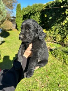 Šteniatka Labrador + Tatranský durič - 3