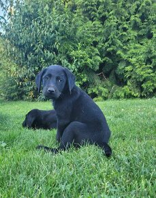 Čistokrevní štěňata labrador s PP IHNED - 3