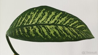 Difenbachia - dieffenbachia - 3