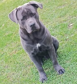 Cane Corso - 3