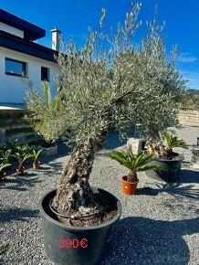 Olivovník  (Olea europaea) - 3