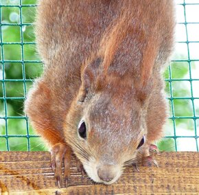 Veverička obyčajná - Sciurus vulgaris - 3