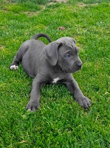 Cane Corso s PP - 3