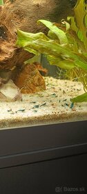 Krevety Neocaridina Blue - 3