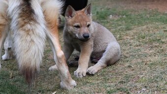 československý vlčiak s PP - CALI WOLF VALLEY - 3