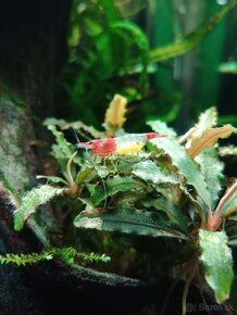 Krevetky neocaridina Red rilli - 3