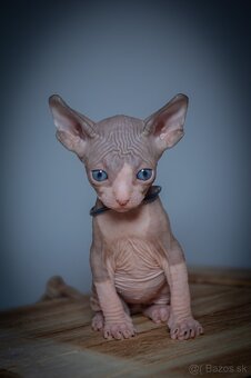 Kanadský Sphynx - 3