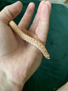 Heterodon nasicus albino samica - 3