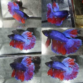 Betta Splendens -Bojovnica Pestrá - 3