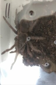 Lasiodora parahybana - 3