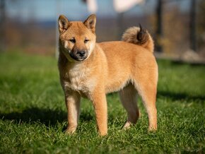 Shiba inu - 3