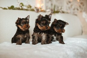 Šteniatka YORKSHIRE TERRIER s PP (FCI) rodokmeňom - 3