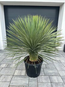 Yucca Rostrata - 3