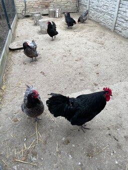 Australorp - 3