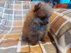 Špic, nemecký špic , oranžový špic, pomeranian - 3