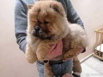 Chow chow - 3