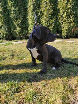 J&K bullys "ponúkame na predaj American bully Xl - 3