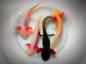 Axolotl mexicky - axelot, axik, mlok, vodny dračik predaj - 3