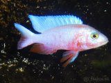 SCIAENOCHROMIS FRYERI REDSNOW - 3