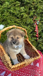 Šteniatka akita inu - 3