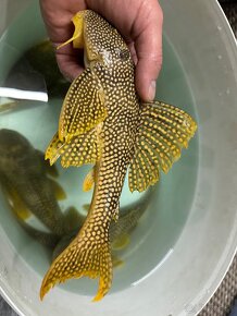 L014 Scobinancistrus aureatus - 3