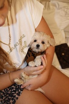 Maltipoo mini - 3