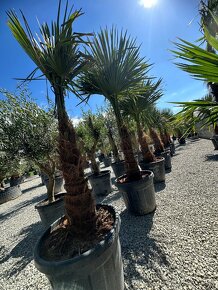 Palma WASHINGTONIA ROBUSTA,TRACHYCARPUS FORTUNEI - 3