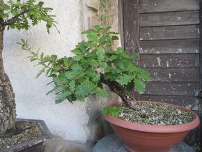 bonsai,bonsaj-DUBY - 3