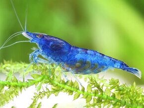 Blue dream (Neocaridina davidi) - Krevetky - 3