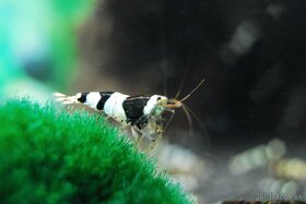 Krevetky Caridina Crystal Black - 3