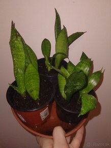 Svokrin jazyk (sansevieria) - 3