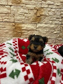 Yor,Yorkshire Terrier,Yorkshirsky terier , Jorksir - 3