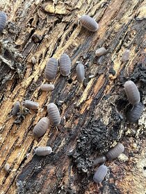 Cubaris Murina, rovnakonôžky, Isopods - 3