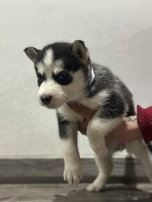 Šteniatka Husky(Čistokrvné) - 3