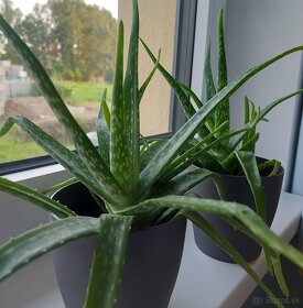 Aloa pravá - Aloe vera - 3